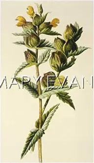 Galli: RHINANTHUS CRISTA-GALLI