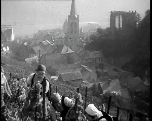 Harvested: A Rhine Vineyard Being Harvested by German