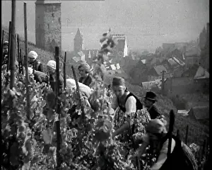 Harvested: A Rhine Vineyard Being Harvested by German