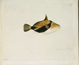 Wedge: Rhinecanthus rectangulus, wedge-tailed triggerfish