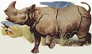 Folds: Rhino Chasing Native