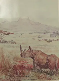 Rhino: Rhino, Kilimanjaro