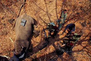 Transfers: The last rhino left in the Zambezi Valley. A darted