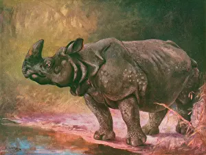 Indicus: RHINOCEROS 1909