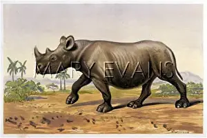 Bicornis: RHINOCEROS 2 HORNS 19C