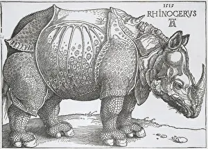 Hoofs: Rhinoceros