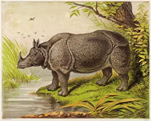 Folds: RHINOCEROS