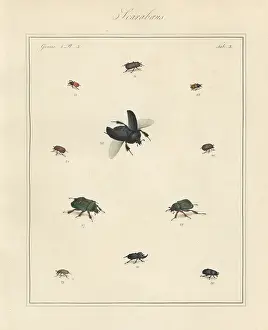 Nobilis: Rhinoceros beetle, dung beetle, brown chafer, etc