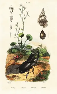 Du Casse: Rhinoceros beetle, snail and saxifrage