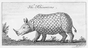 1730: RHINOCEROS C18