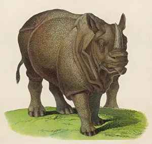 Folds: RHINOCEROS C1870