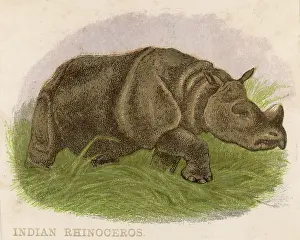 C1880: Rhinoceros - circa 1880