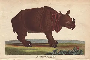 Siblys: Rhinoceros, Diceros bicornis