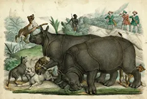 C1845: Rhinoceros - Dogs - circa 1845