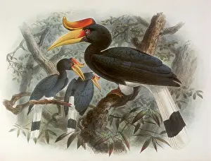 Gerrard: Rhinoceros Hornbill