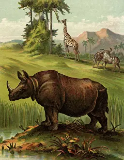 Giraffe: Rhinoceros by Riverbank