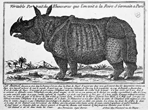 Germain: Rhinoceros at the Saint-Germain fair