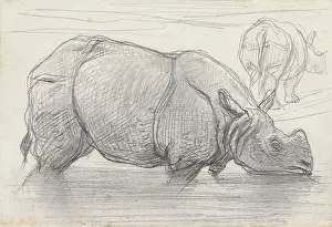 Allebe: Rhinoceros in Water