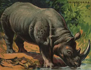 Rhino: Rhinoceros at Watering Hole