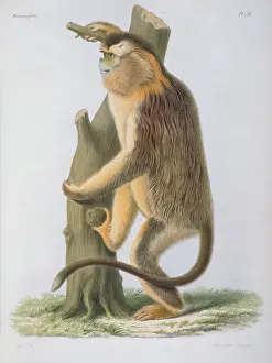 Snub: Rhinopithecus roxellanae, snub-nosed monkey