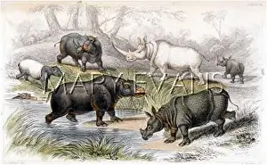 Rhinos: RHINOS & HIPPOS C1840