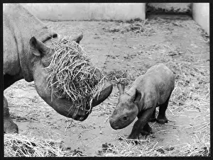 Rhinos: RHINOS AT PLAY