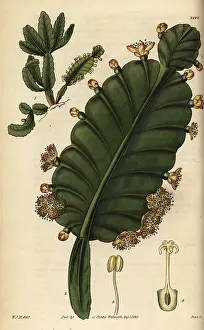 Succulent: Rhipsalis pachyptera