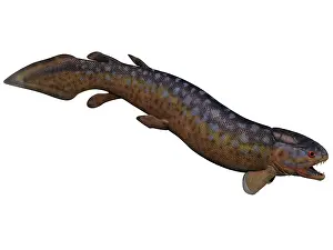 Slender: Rhizodus, an extinct predatory lobe-finned fish