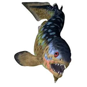 Slender: Rhizodus fish, front view with teeth