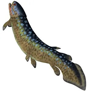 Slender: Rhizodus fish, white background