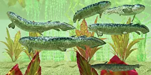 Osteichthyes: Rhizodus hibberti, an extinct group of Carboniferous ?