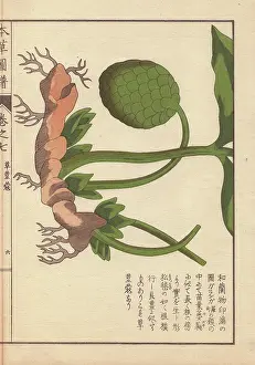 Color Printed: Rhizome and fruit of the round China cardamom