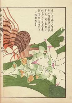 Macrophylla: Rhizome and pink inflorescence of turmeric