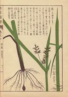 Color Printed: Rhizome and root of tidalmarsh flat sedge, Cyperus serotinus