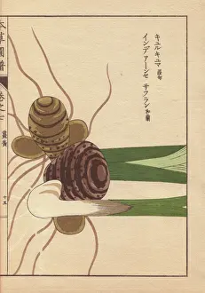 Color Printed: Rhizome and roots of turmeric, Curcuma longa