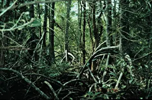 Mangrove: Rhizophora mangrove forest