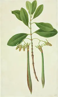 Mangrove: Rhizophora sp. mangrove tree
