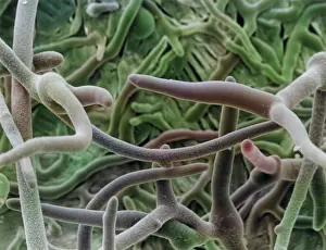 Photo Researchers: Rhizopus sexualis (SEM)