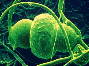 Photo Researchers: Rhizopus sexualis, SEM