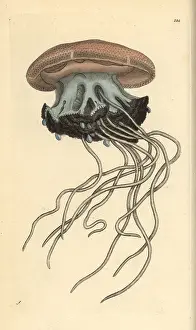 Cuvieri: Rhizostoma cuvieri jellyfish