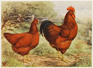 Reds: RHODE ISLAND REDS
