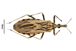 Assassin: Rhodnius ecuadorionsis, triatomine bug