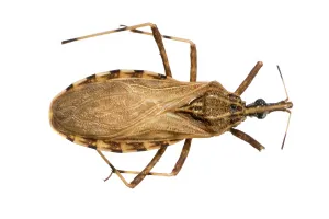 Triatominae: Rhodnius pictipes, triatomine bug
