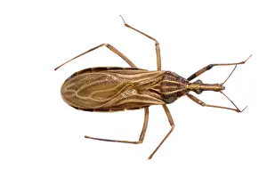 Triatominae: Rhodnius prolixus, C