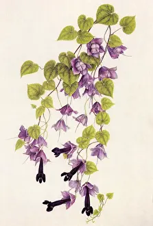 Rarely: Rhodochiton Volubile