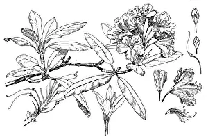 Lilley: Rhododendron
