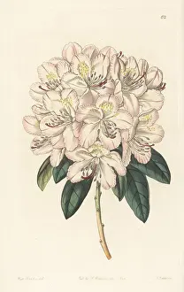 Spofforth: Rhododendron aprilis, hybrid