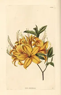 Azalea: Rhododendron calendulaceum