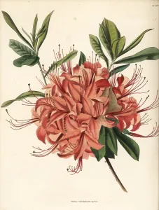 Azalea: Rhododendron calendulaceum var. cupraea