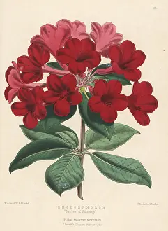L. Reeve: Rhododendron cultivar, Duchess of Edinburgh
